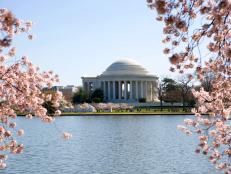 National Cherry Blossom Festival