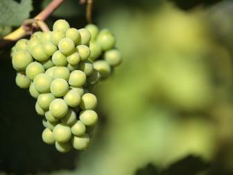 Chardonnay Grapes
