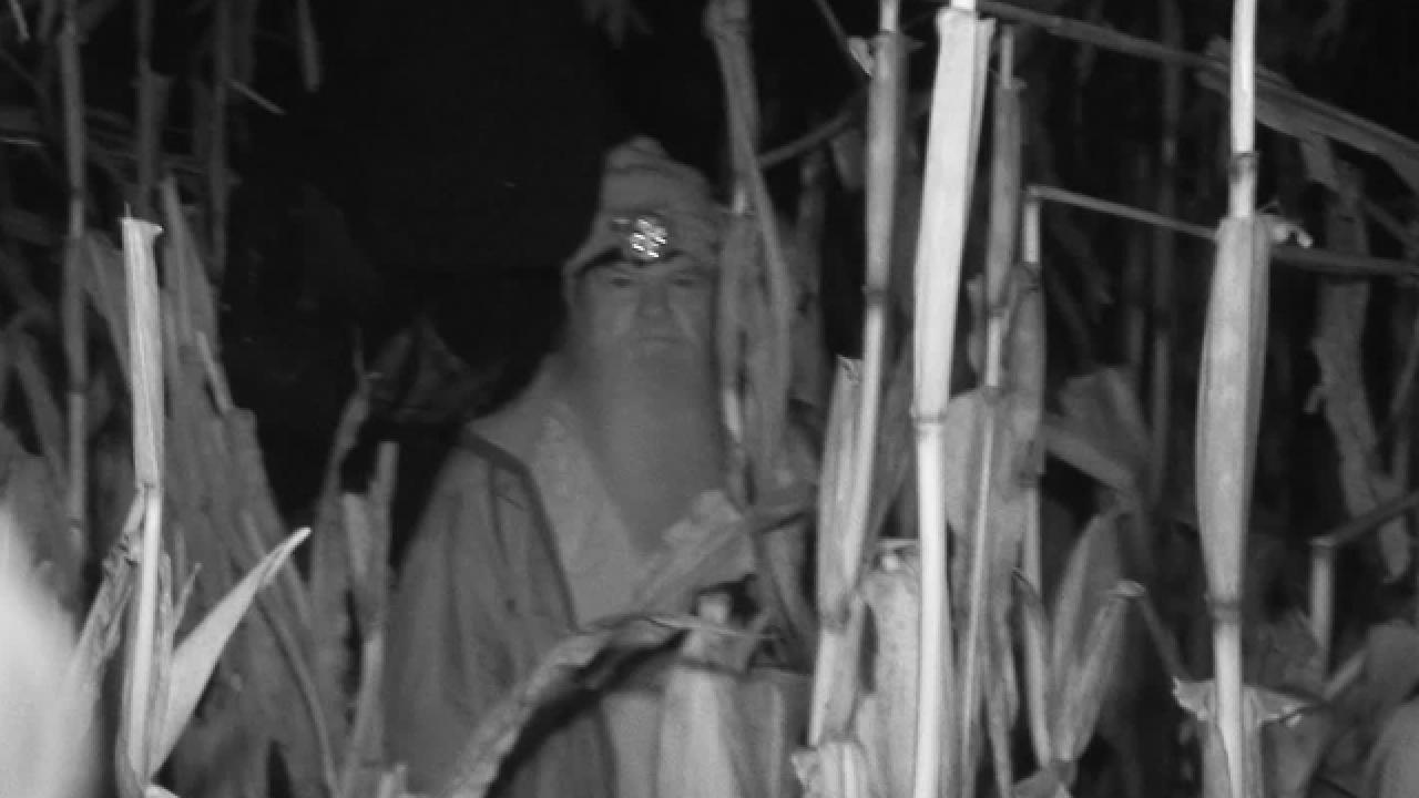 Cornfield Mystery